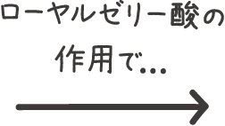 ローヤルゼリー酸の作用で...